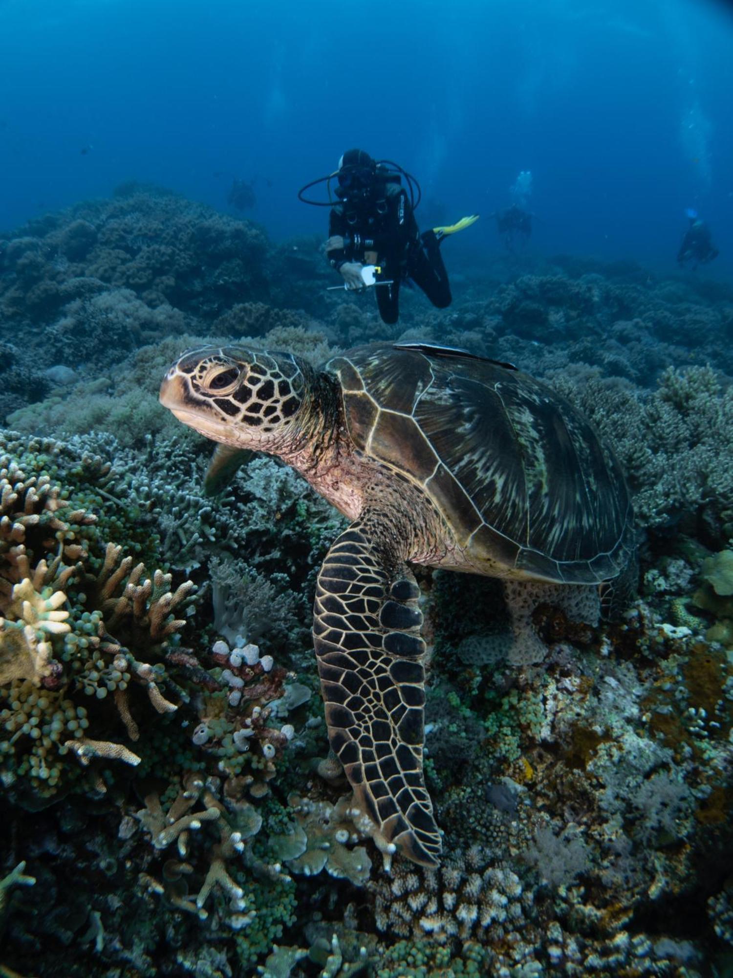 Vitaminsea Room Дауин Экстерьер фото